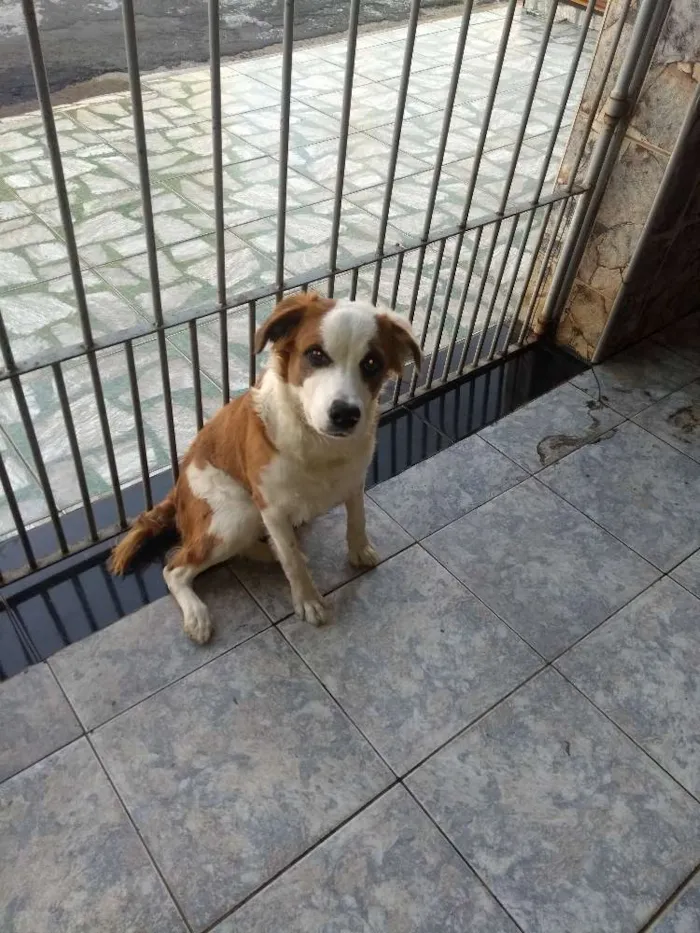 Cachorro ra a Indefinida idade 7 a 11 meses nome Baby