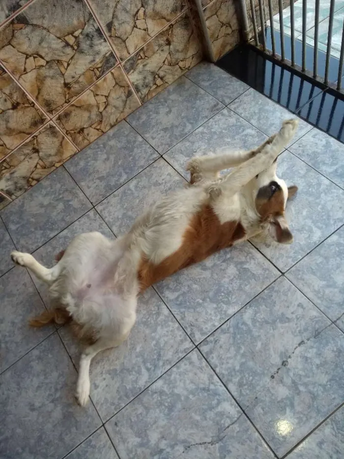 Cachorro ra a Indefinida idade 7 a 11 meses nome Baby