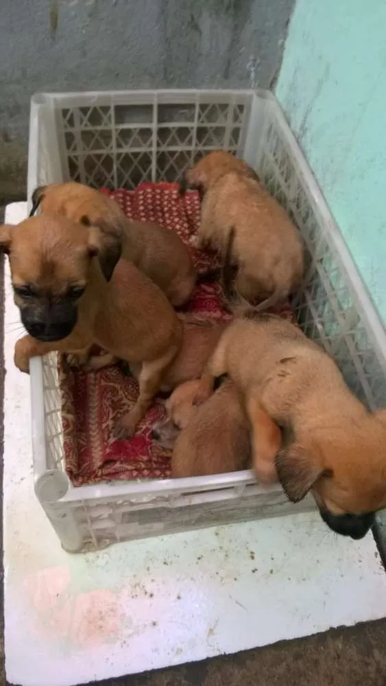 Cachorro raça Mestico idade Abaixo de 2 meses nome Mel, Pandora,  oros