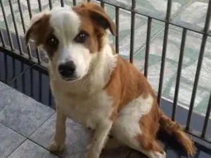 Cachorro raça Indefinida idade 7 a 11 meses nome Baby
