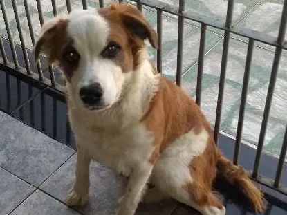 Cachorro ra a Indefinida idade 7 a 11 meses nome Baby