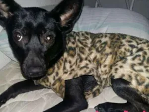 Cachorro raça Viralata idade 1 ano nome Naná 