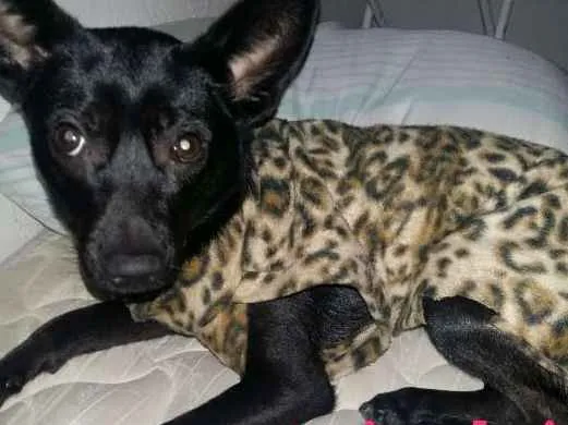 Cachorro ra a Viralata idade 1 ano nome Naná 