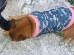 Cachorro raça Pit bul (mestiço) idade 3 anos nome Rosquinha