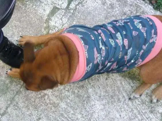 Cachorro ra a Pit bul (mestiço) idade 3 anos nome Rosquinha