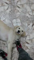 Princesa