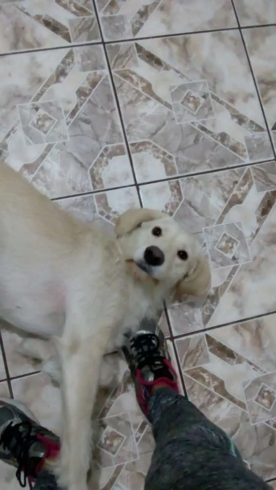 Cachorro ra a Srd  idade 2 anos nome Princesa