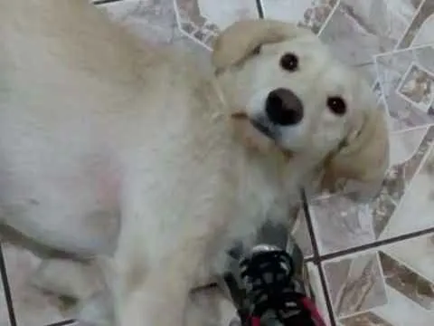 Cachorro ra a Srd  idade 2 anos nome Princesa