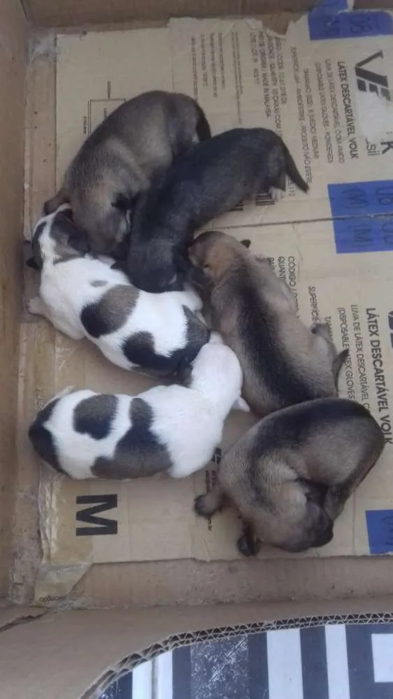 Cachorro raça Sem raça definida idade Abaixo de 2 meses nome Sem nome