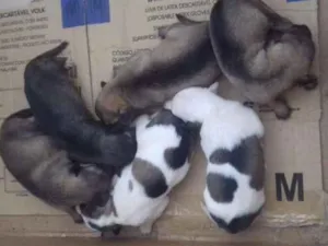 Cachorro raça Sem raça definida idade Abaixo de 2 meses nome Sem nome