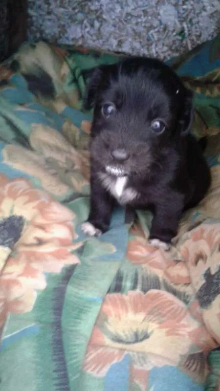 Cachorro ra a INDEFINIDA idade Abaixo de 2 meses nome NÃO POSSUI