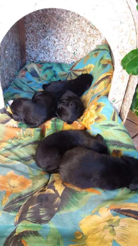 Cachorro ra a INDEFINIDA idade Abaixo de 2 meses nome NÃO POSSUI