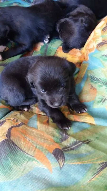 Cachorro ra a INDEFINIDA idade Abaixo de 2 meses nome NÃO POSSUI