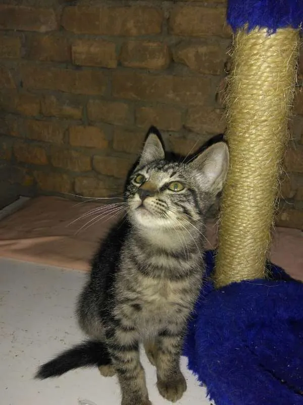 Gato ra a srd idade 2 a 6 meses nome Myke