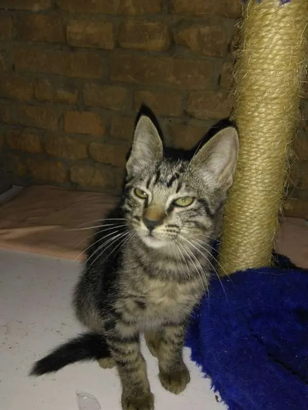 Gato ra a srd idade 2 a 6 meses nome Myke