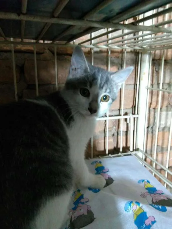 Gato ra a srd idade 2 a 6 meses nome Bel 
