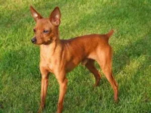 Cachorro raça Pinscher idade 2 anos nome Tobby