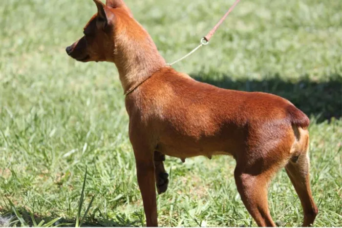 Cachorro ra a Pinscher idade 2 anos nome Tobby