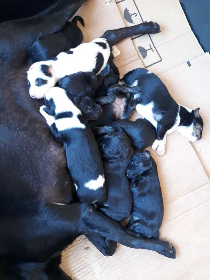 Cachorro ra a Srd idade Abaixo de 2 meses nome Filhotes