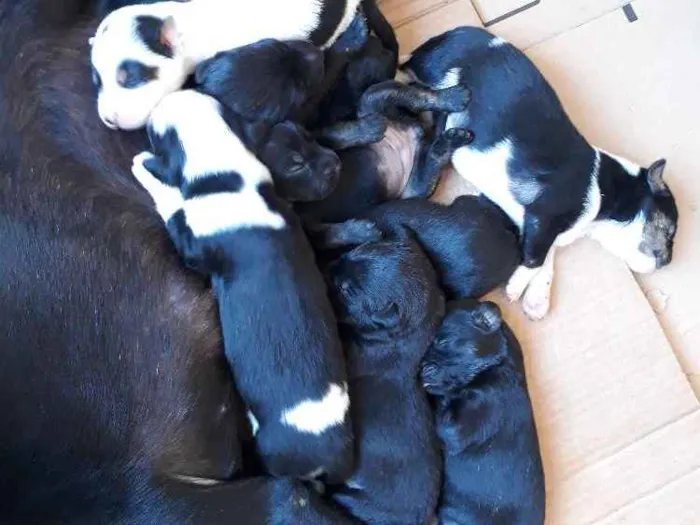 Cachorro ra a Srd idade Abaixo de 2 meses nome Filhotes