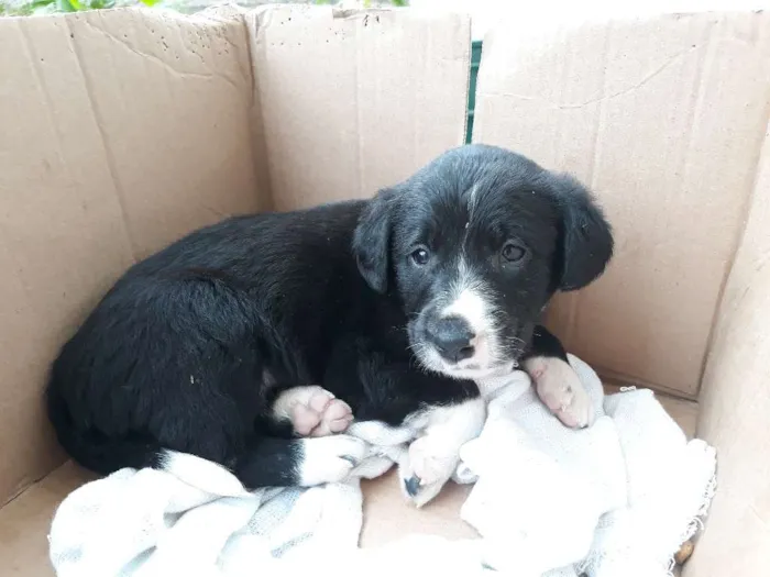 Cachorro raça  idade  nome sem nome