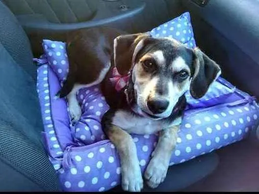 Cachorro raça Sem raça definida idade 2 anos nome Estrela