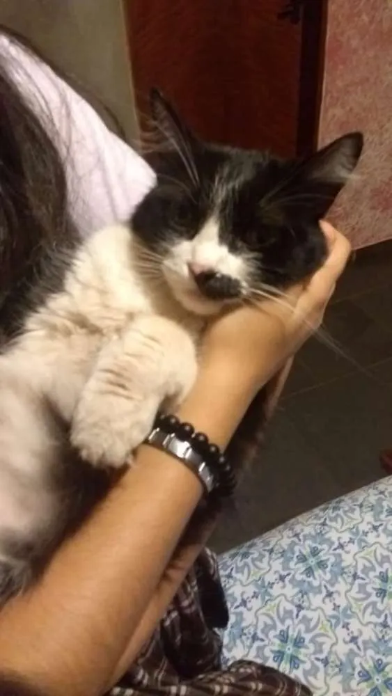 Gato ra a Angorá idade 5 anos nome Pamim