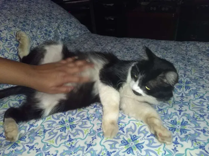 Gato ra a Angorá idade 5 anos nome Pamim