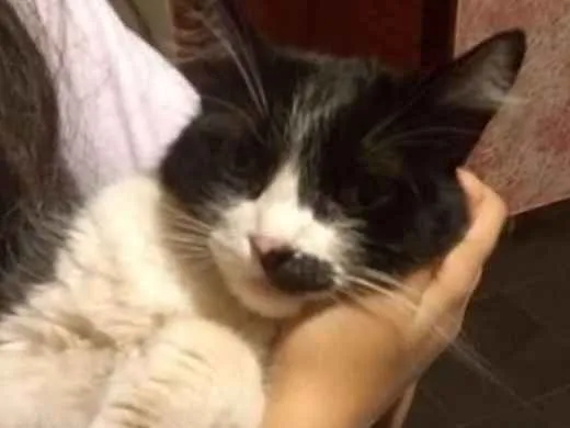 Gato ra a Angorá idade 5 anos nome Pamim