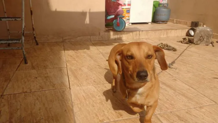 Cachorro ra a Misto de Dachshund  idade 1 ano nome Estopa