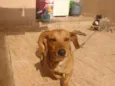 Estopa