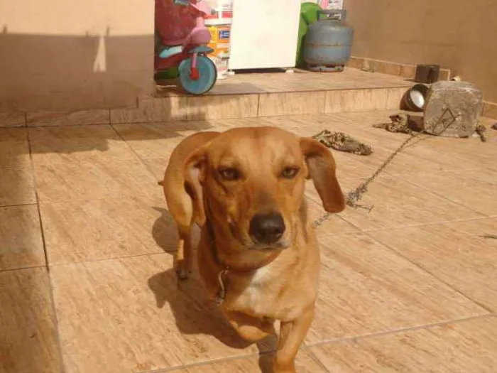 Cachorro ra a Misto de Dachshund  idade 1 ano nome Estopa