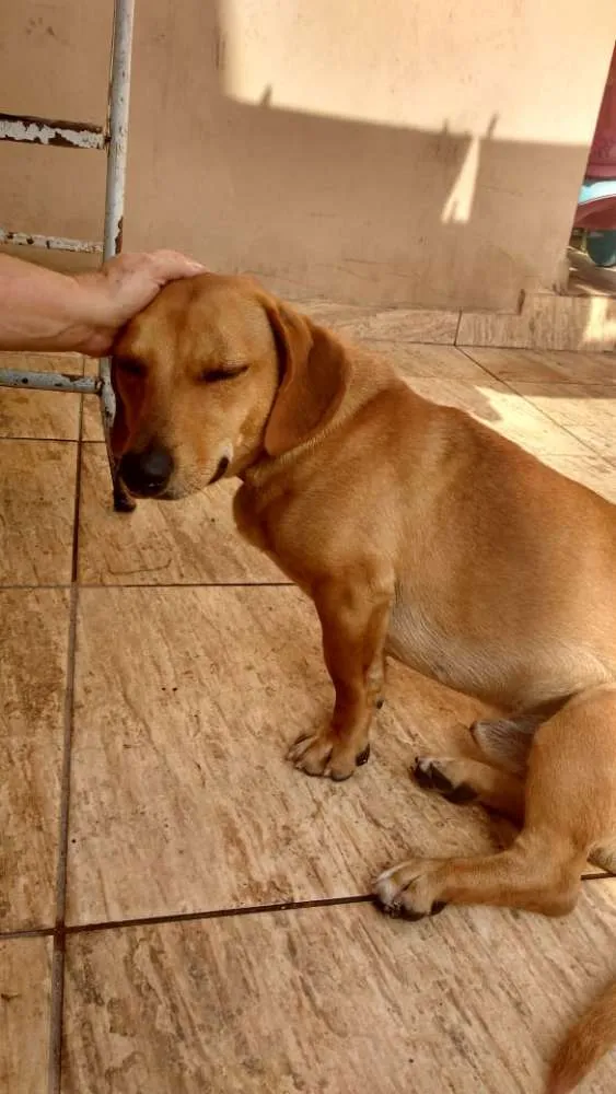 Cachorro ra a Misto de Dachshund  idade 1 ano nome Estopa