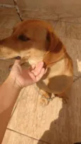 Estopa