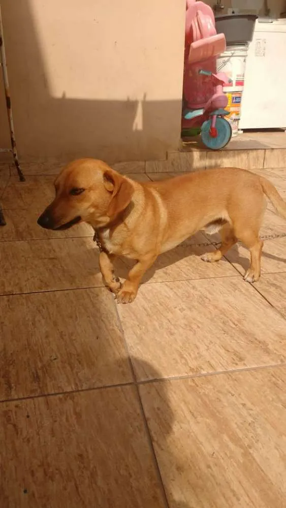 Cachorro ra a Misto de Dachshund  idade 1 ano nome Estopa