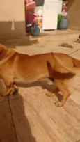 Estopa