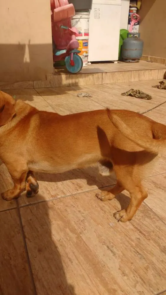 Cachorro ra a Misto de Dachshund  idade 1 ano nome Estopa