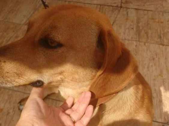 Cachorro ra a Misto de Dachshund  idade 1 ano nome Estopa