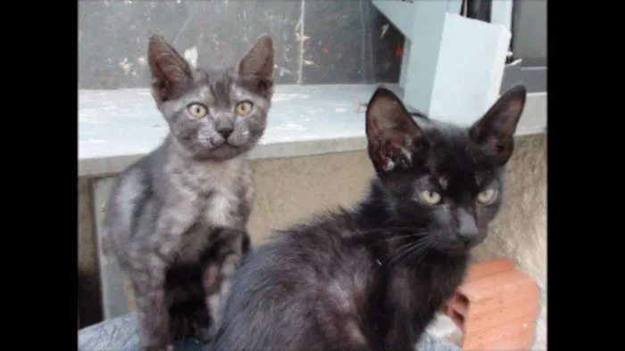 Gato raça SRD idade Abaixo de 2 meses nome sem nome