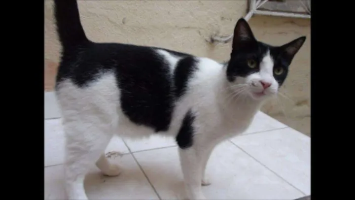 Gato raça SRD idade 3 anos nome PICORRUCHA