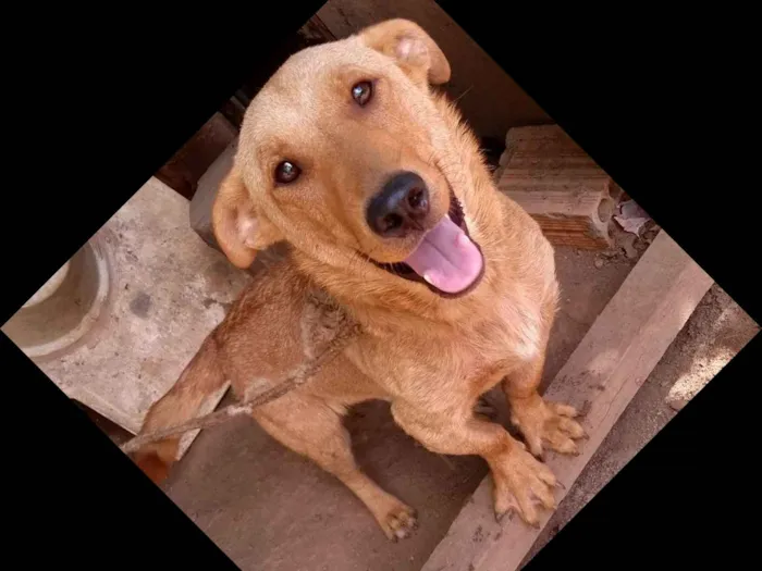 Cachorro ra a Vira lata idade 1 ano nome Ayko