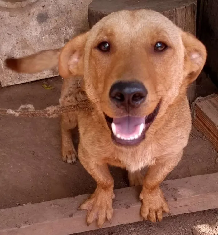 Cachorro ra a Vira lata idade 1 ano nome Ayko