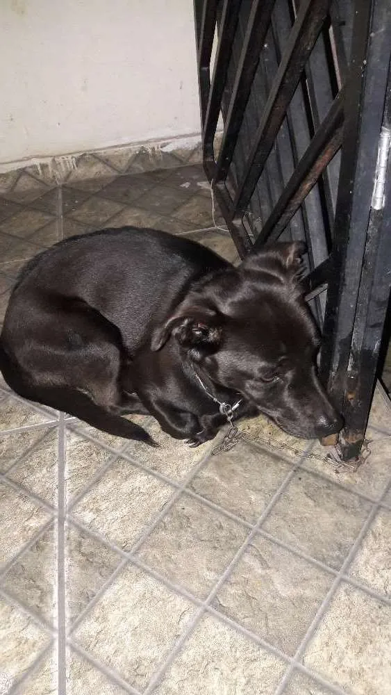 Cachorro ra a Não definida idade 2 anos nome Kiara