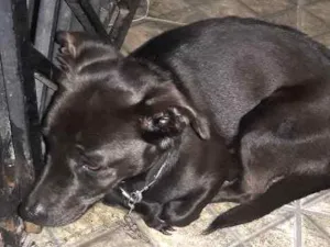Cachorro raça Não definida idade 2 anos nome Kiara