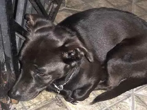 Cachorro ra a Não definida idade 2 anos nome Kiara