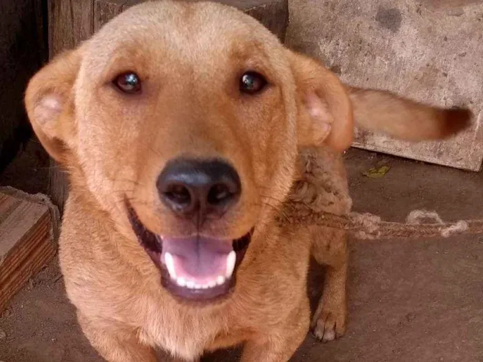Cachorro ra a Vira lata idade 1 ano nome Ayko