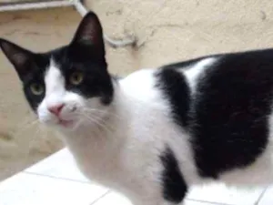 Gato raça SRD idade 3 anos nome PICORRUCHA