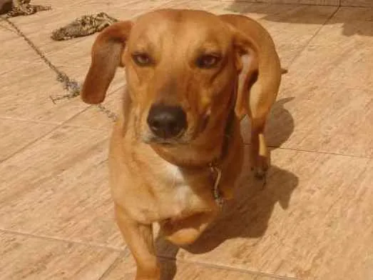 Cachorro ra a Misto de Dachshund  idade 1 ano nome Estopa