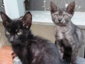 Gato raça SRD idade Abaixo de 2 meses nome sem nome