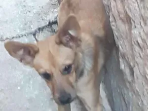 Cachorro raça vira lata idade 7 a 11 meses nome BEETOVEN
